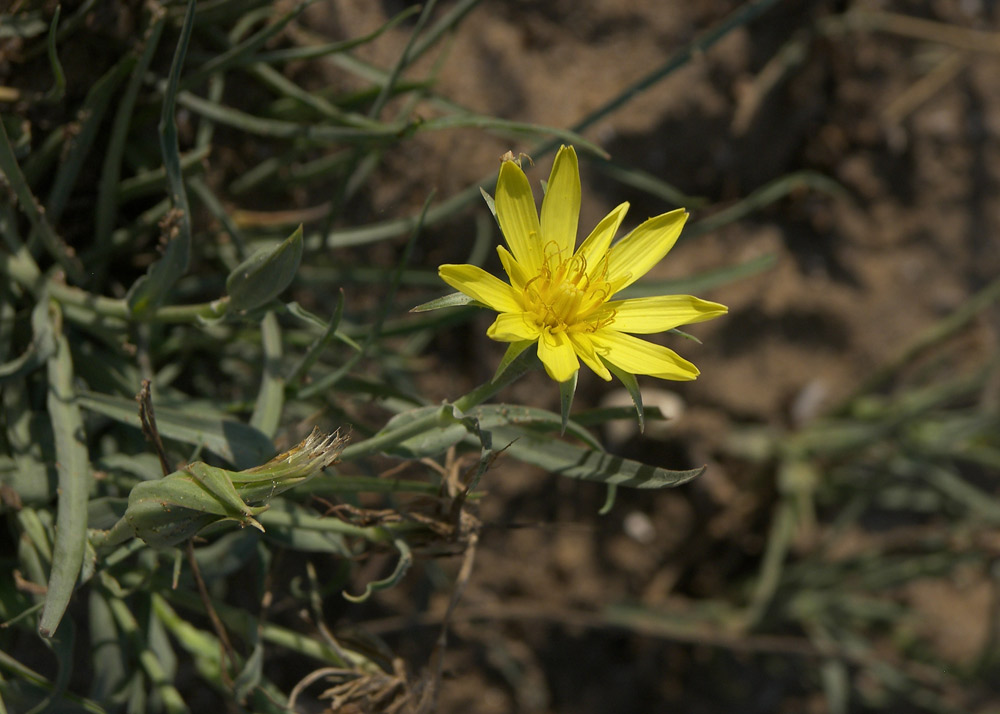 Изображение особи Tragopogon serotinus.