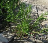 Rumex palustris. Цветущее и плодоносящее растение. Испания, г. Валенсия, Альбуфера (Albufera de Valencia), берег оросительного канала. 6 апреля 2012 г.