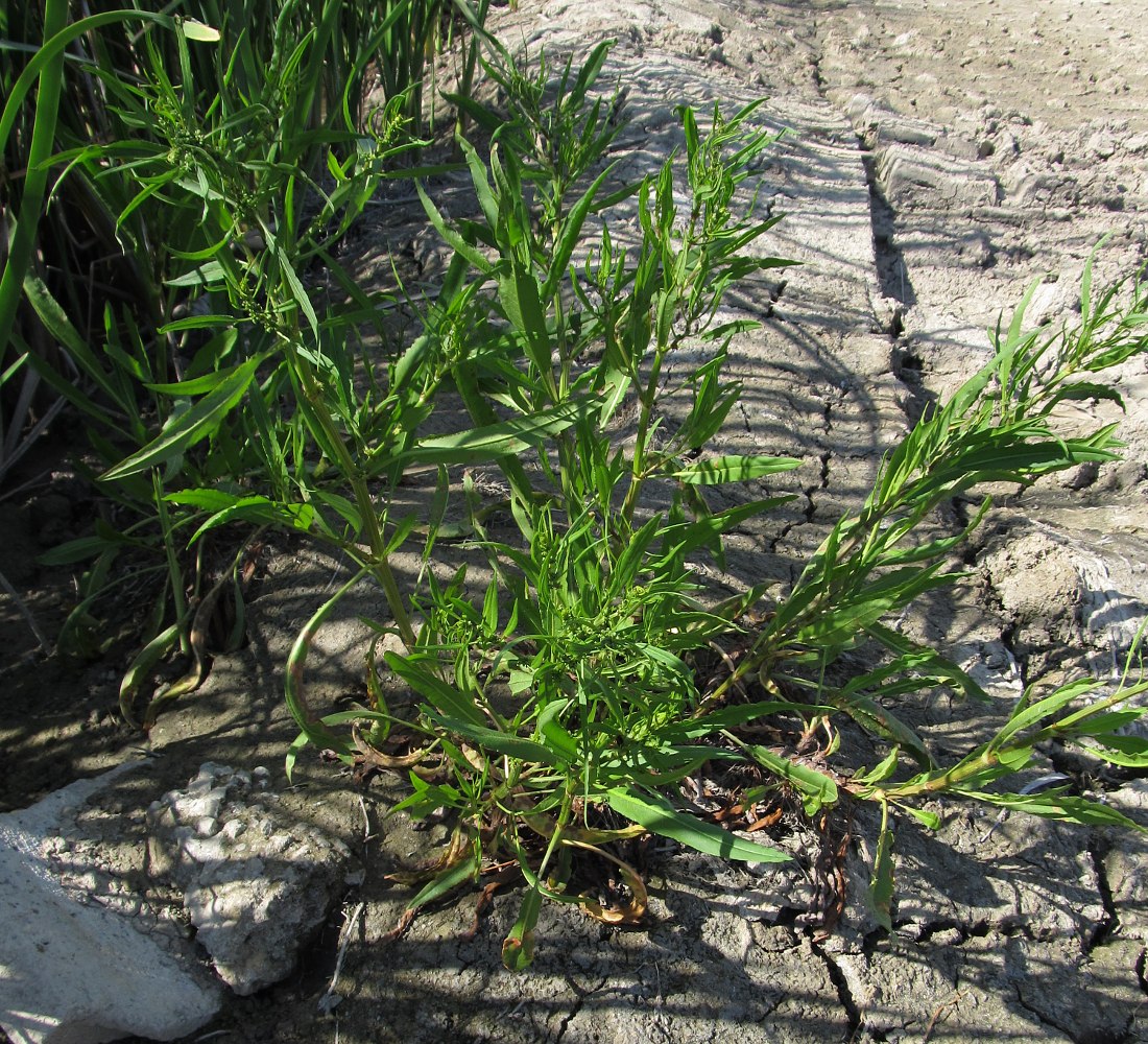 Image of Rumex palustris specimen.