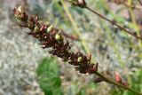 Heuchera cylindrica. Соплодие. Польша, Мазовецкое воеводство, Западноваршавский повят, гмина Блоне, сельский округ Брамки, корчма под Фазанами. 05.07.2012.