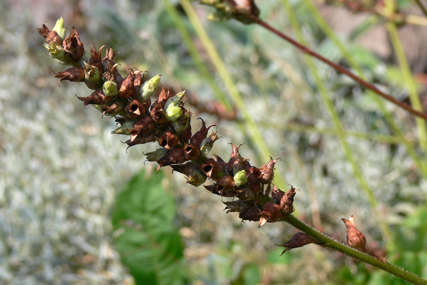 Image of Heuchera cylindrica specimen.