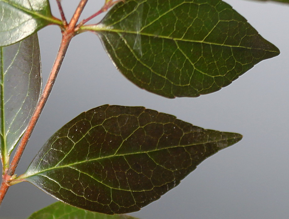 Image of Abelia × grandiflora specimen.