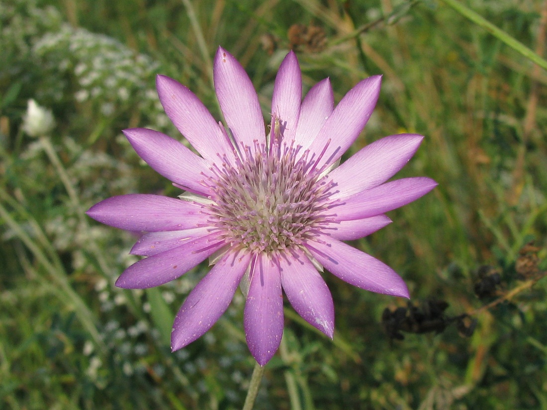 Изображение особи Xeranthemum annuum.