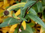 Helianthus grosseserratus