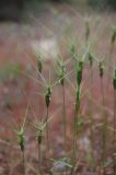 Aegilops biuncialis