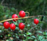 Convallaria majalis