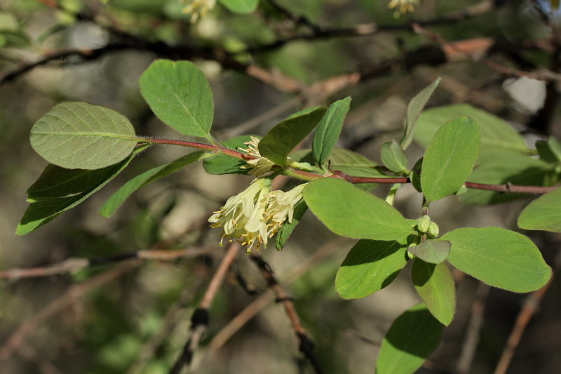 Image of Lonicera caerulea specimen.