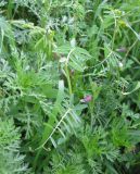 Vicia monantha