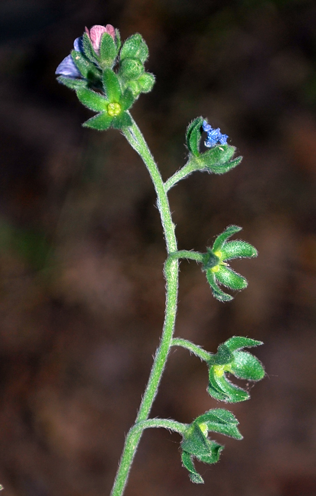 Изображение особи Cynoglossum creticum.
