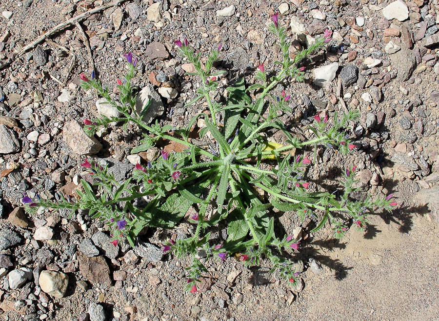 Изображение особи Echium rauwolfii.