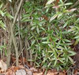 Berberis soulieana. Нижняя часть растения. Германия, г. Кемпен, у автостоянки. 28.03.2013.