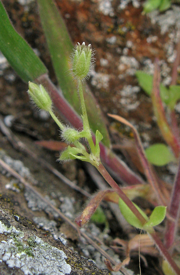 Image of Stellaria pallida specimen.