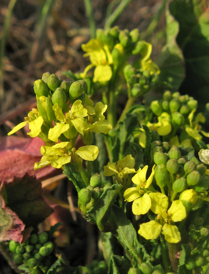 Изображение особи Rapistrum rugosum.