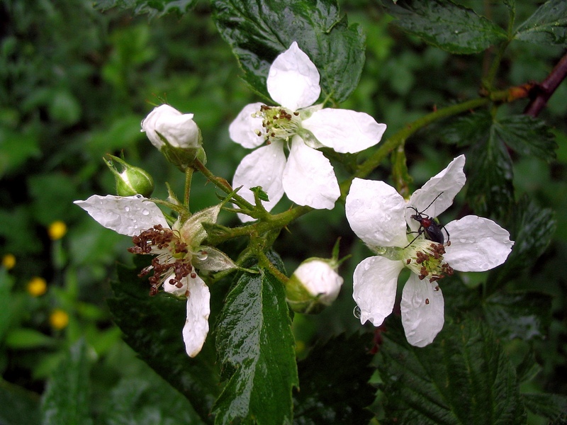 Image of genus Rubus specimen.