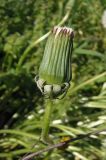 genus Taraxacum