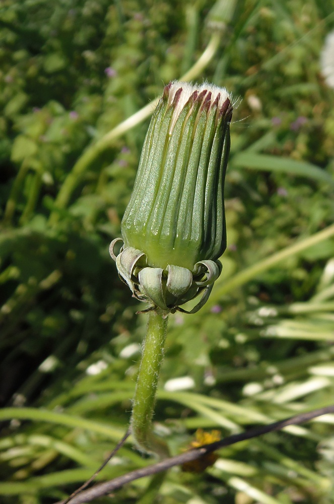 Изображение особи род Taraxacum.