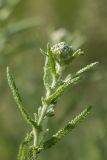 genus Achillea