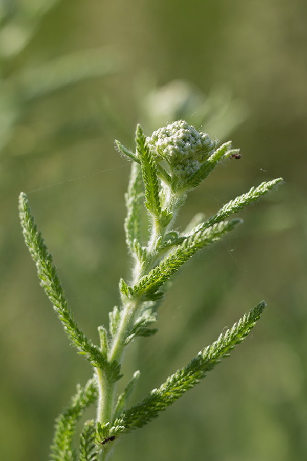 Image of genus Achillea specimen.