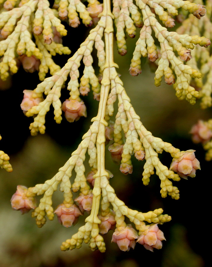 Image of Chamaecyparis lawsoniana specimen.