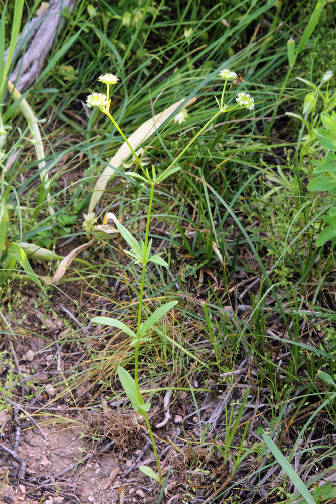 Изображение особи Valerianella dactylophylla.