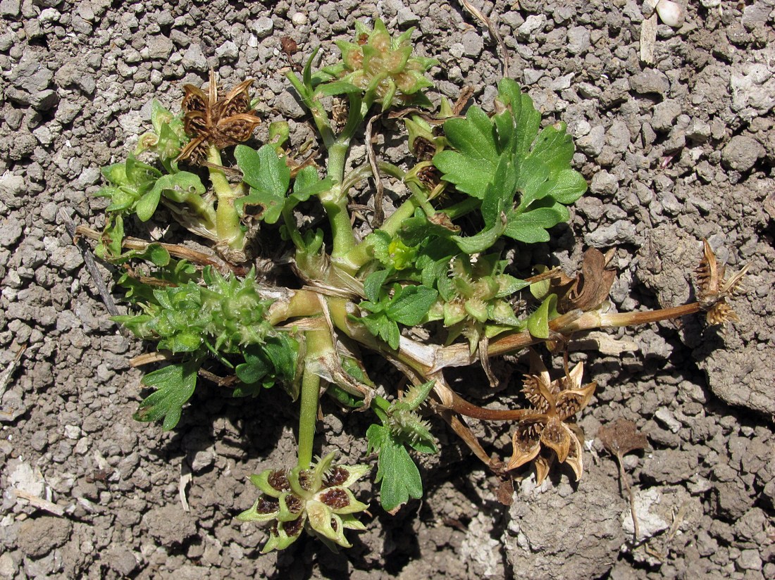 Изображение особи Ranunculus muricatus.