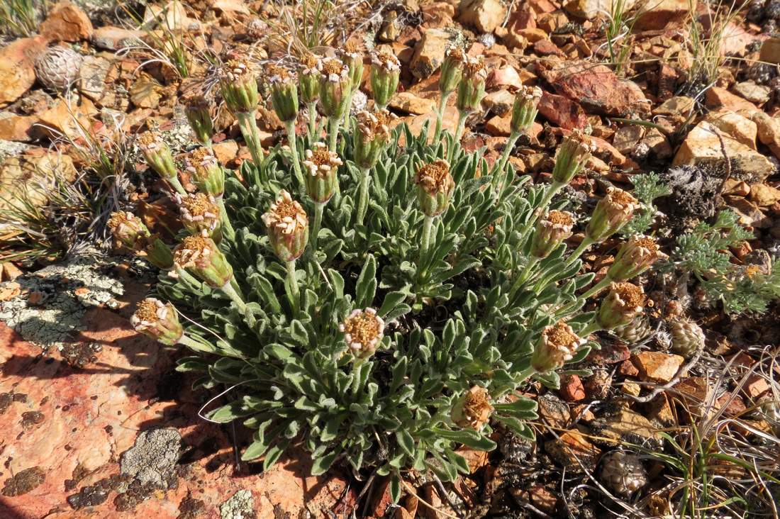 Изображение особи Rhinactinidia eremophila.