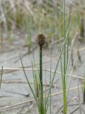 Eriophorum scheuchzeri. Зацветающее растение на глинистом дне пересохшего временного водоёма. Мурманская обл., Североморский р-н, окр. пос. Росляково. 06.06.2009.