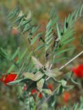 Astragalus campylotrichus