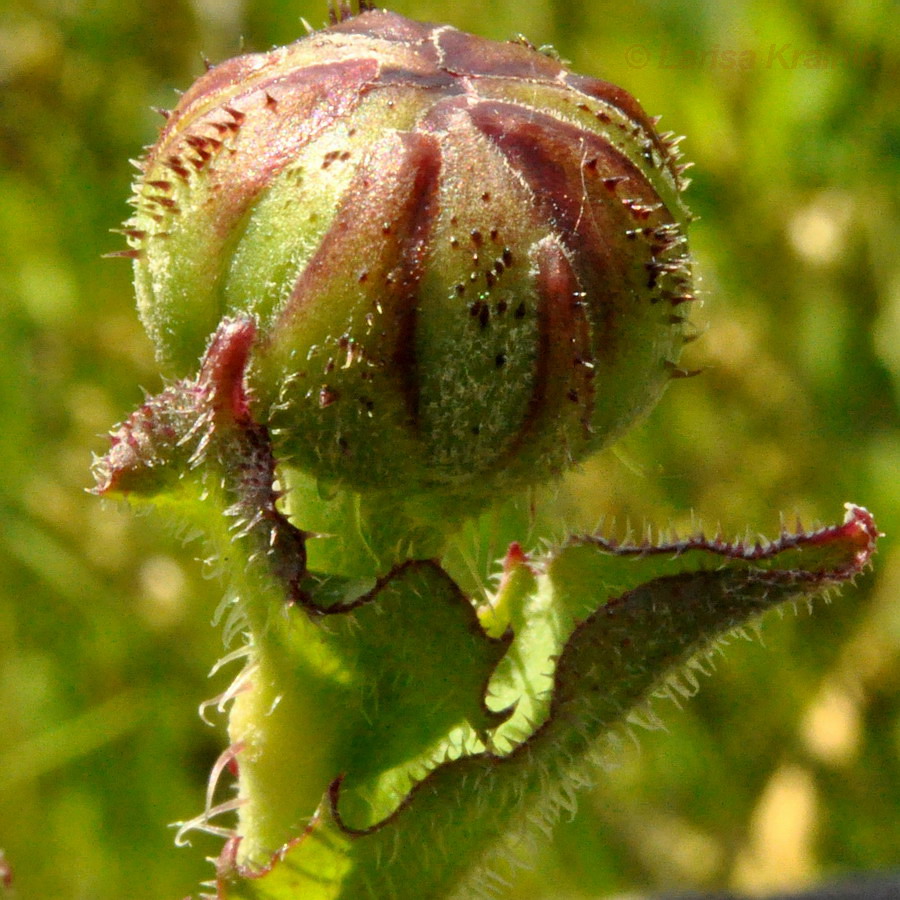 Изображение особи Trommsdorffia ciliata.