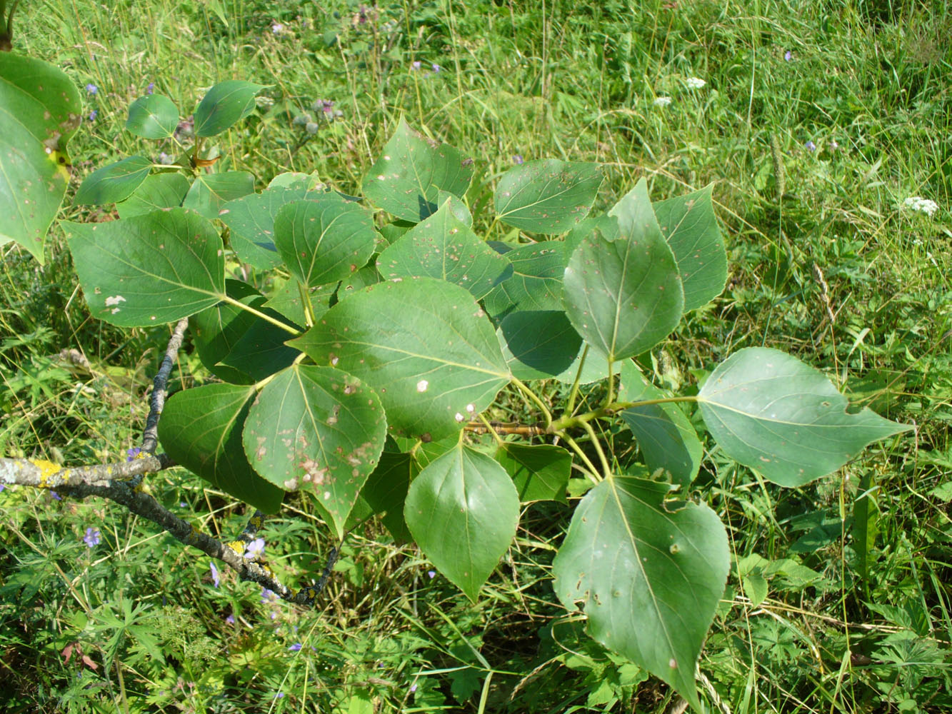 Изображение особи Populus &times; sibirica.