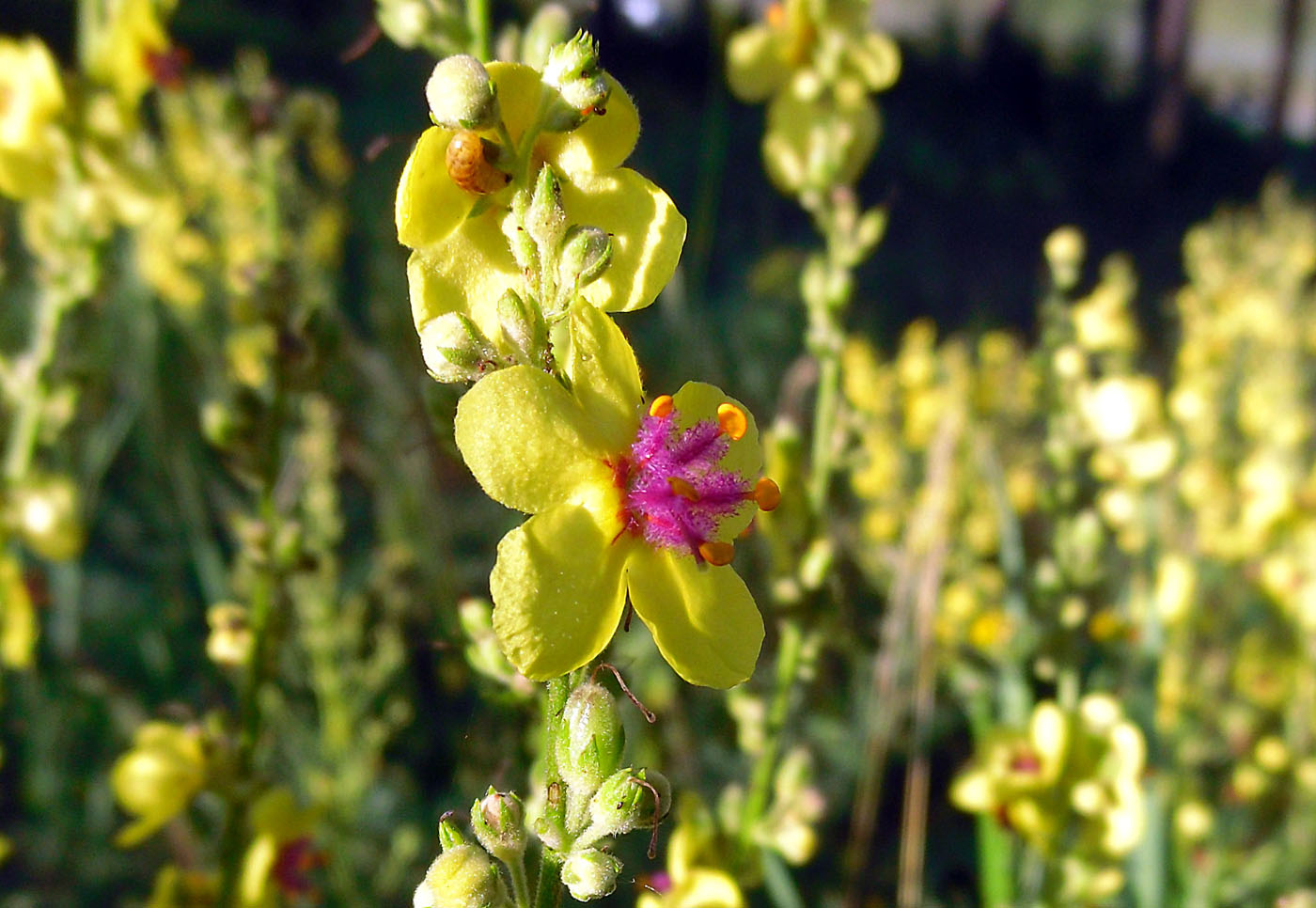 Image of Verbascum marschallianum specimen.