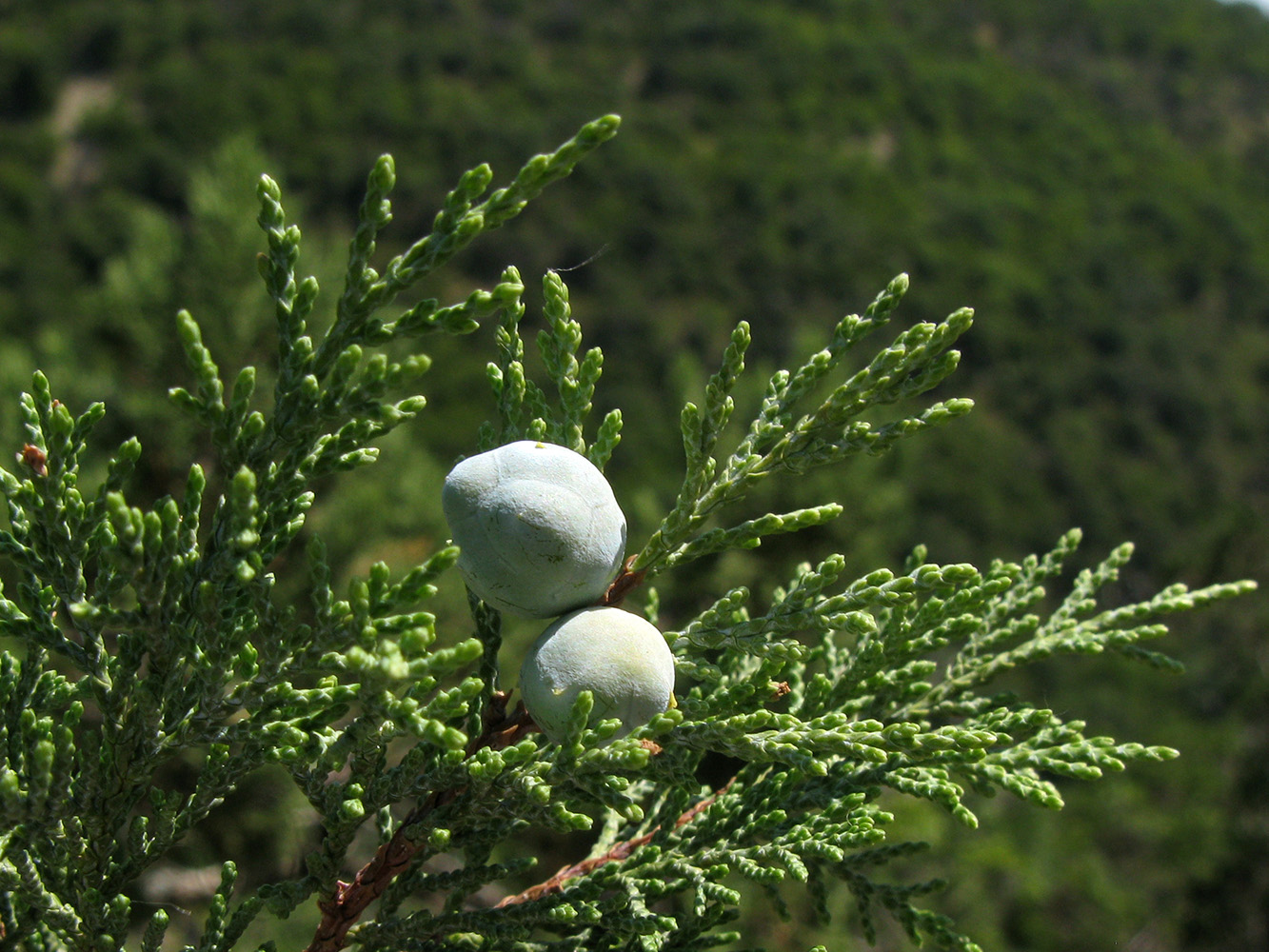 Image of Juniperus excelsa specimen.