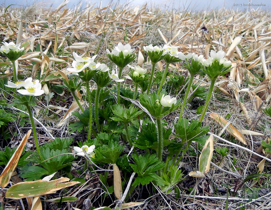 Изображение особи Anemonastrum villosissimum.