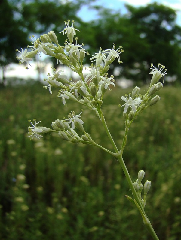 Image of Silene wolgensis specimen.