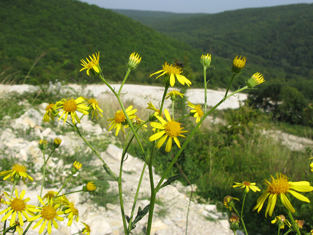 Изображение особи Senecio grandidentatus.