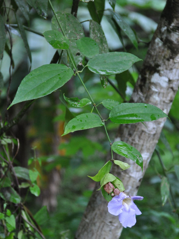 Изображение особи Thunbergia laurifolia.