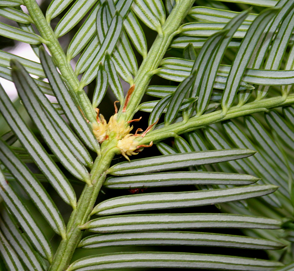 Изображение особи Cephalotaxus harringtonia var. drupacea.