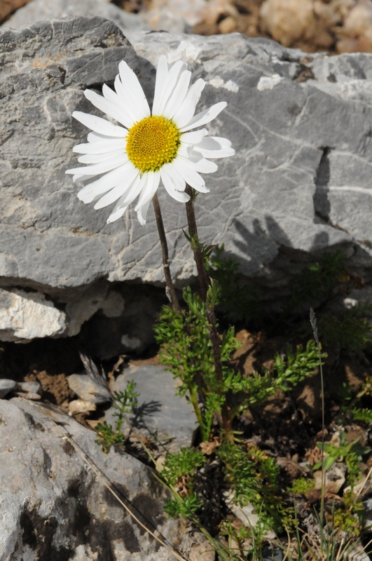 Image of Pyrethrum karelinii specimen.