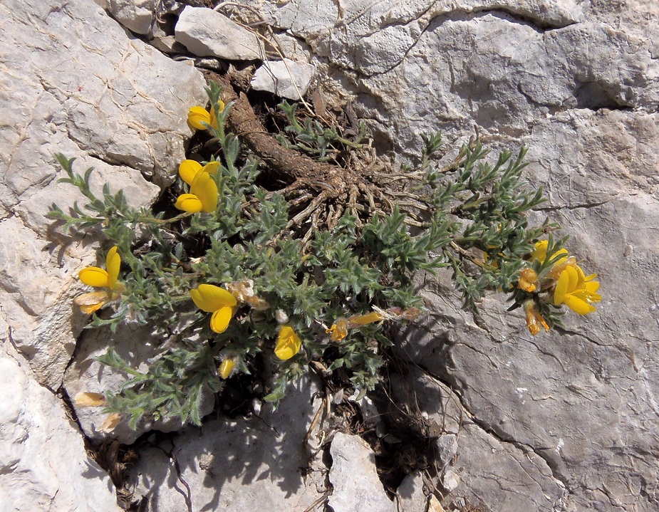 Image of Genista millii specimen.