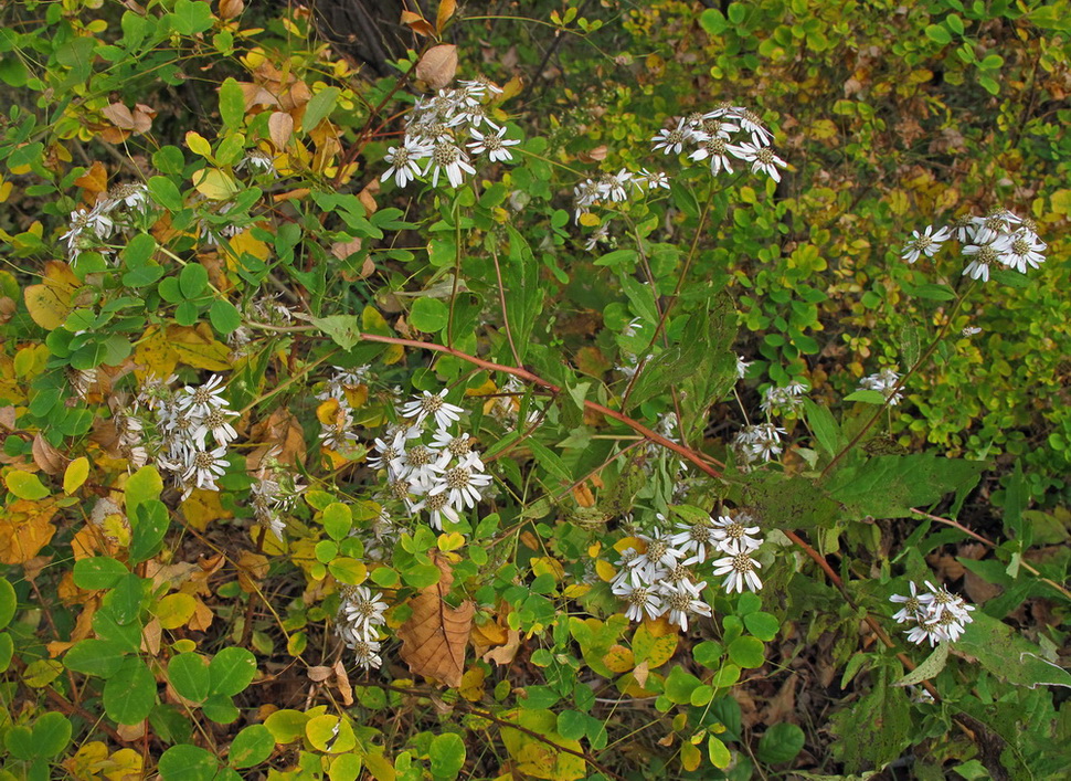 Image of Aster ageratoides specimen.