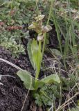 Dactylorhiza viridis