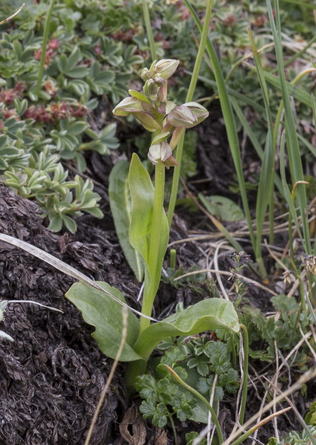 Image of Dactylorhiza viridis specimen.