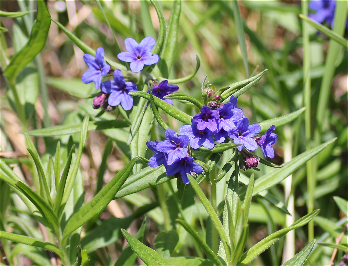 Изображение особи Aegonychon purpureocaeruleum.