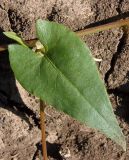 Fallopia convolvulus. Лист. Украина, Запорожская обл., Мелитопольский р-н, поле возле с. Марьевка. 19.07.2013.