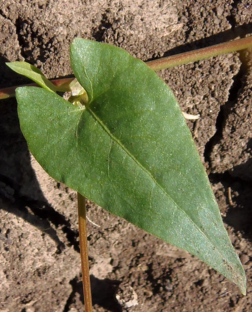 Изображение особи Fallopia convolvulus.