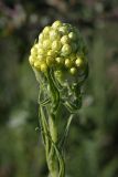 Helichrysum maracandicum