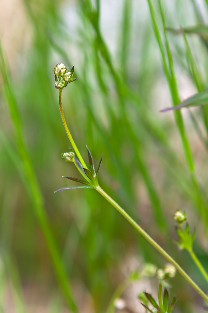 Изображение особи Galium uliginosum.