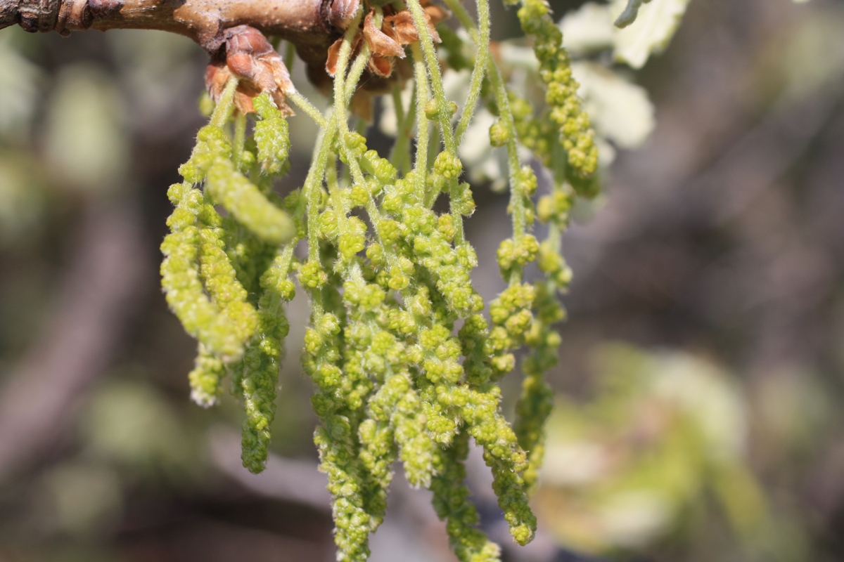 Image of Quercus pubescens specimen.