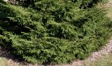 genus Picea
