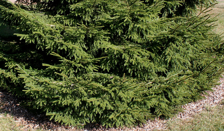 Image of genus Picea specimen.
